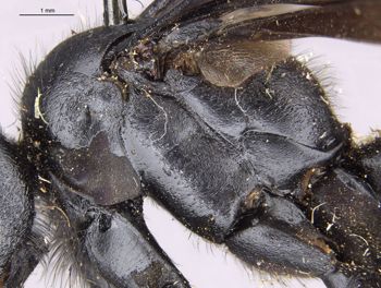 Media type: image;   Entomology 26672 Aspect: thorax lateral